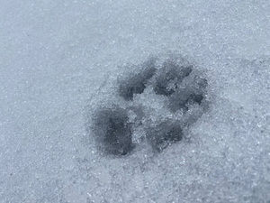 Meet your Posher, Bella